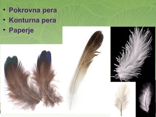 • Pokrovna pera
• Konturna pera
• Paperje
 