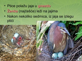 • Ptice polažu jaja u gnezdognezdo
• ŽenkaŽenka (najčešće) leži na jajima
• Nakon nekoliko sedmica, iz jaja se izlegu
ptići
 