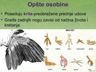 Opšte osobine
• Poseduju krila-preobražene prednje udove
• Građa zadnjih nogu zavisi od načina života i
kretanja
 