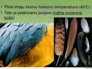 • Ptice imaju stalnu telesnu temperaturu (42ᵒC)
• Telo je prekriveno perjem (rožna tvorevina
kože)
 