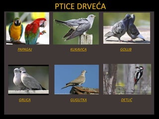 PTICE DRVEĆA
PAPAGAJ KUKAVICA GOLUB
GRLICA GUGUTKA DETLIĆ
 