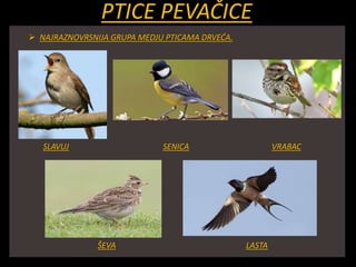 PTICE PEVAČICE
 NAJRAZNOVRSNIJA GRUPA MEDJU PTICAMA DRVEĆA.
SLAVUJ SENICA VRABAC
ŠEVA LASTA
 