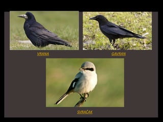 VRANA GAVRAN
SVRAČAK
 