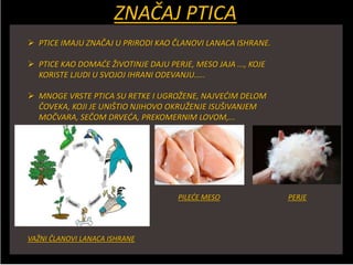 ZNAČAJ PTICA
 PTICE IMAJU ZNAČAJ U PRIRODI KAO ČLANOVI LANACA ISHRANE.
 PTICE KAO DOMAĆE ŽIVOTINJE DAJU PERJE, MESO JAJA ..., KOJE
KORISTE LJUDI U SVOJOJ IHRANI ODEVANJU.....
 MNOGE VRSTE PTICA SU RETKE I UGROŽENE, NAJVEĆIM DELOM
ČOVEKA, KOJI JE UNIŠTIO NJIHOVO OKRUŽENJE ISUŠIVANJEM
MOČVARA, SEČOM DRVEĆA, PREKOMERNIM LOVOM,...
VAŽNI ČLANOVI LANACA ISHRANE
PILEĆE MESO PERJE
 
