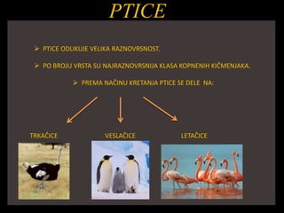 PTICE
 PTICE ODLIKUJE VELIKA RAZNOVRSNOST.
 PO BROJU VRSTA SU NAJRAZNOVRSNIJA KLASA KOPNENIH KIČMENJAKA.
 PREMA NAČINU KRETANJA PTICE SE DELE NA:
TRKAČICE VESLAČICE LETAČICE
 