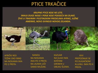 PTICE TRKAČICE
KRUPNE PTICE KOJE NE LETE.
IMAJU DUGE NOGE I PERJE KOJE PODSEĆA NA DLAKE.
ŽIVE U TRAVNIM I PUSTINJSKIM PREDELIMA AFRIKE, JUŽNE
AMERIKE, NOVE GVINEJEI NOVOG ZELANDA.
AFRIČKI NOJ
TEŽAK OKO 90KG
NA NOGAMA IMA
PO 2 PRSTA.
NANDU
NA NOGAMA
IMA PO 3 PRSTA
NA JAJIMA LEŽI
SAMO MUŽJAK.
KAZUAR
NA GLAVI IMA
KOŠTANI
GREBEN U
OBLIKU ŠLEMA.
KIVI
PREPOZNAJE SE
PO DUGAČKOM
KLJUNU. IMA PO 4
PRSTA.
 