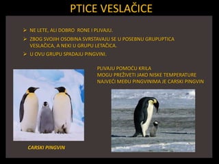 PTICE VESLAČICE
 NE LETE, ALI DOBRO RONE I PLIVAJU.
 ZBOG SVOJIH OSOBINA SVRSTAVAJU SE U POSEBNU GRUPUPTICA
VESLAČICA, A NEKI U GRUPU LETAČICA.
 U OVU GRUPU SPADAJU PINGVINI.
PLIVAJU POMOĆU KRILA
MOGU PREŽIVETI JAKO NISKE TEMPERATURE
NAJVEĆI MEĐU PINGVINIMA JE CARSKI PINGVIN
CARSKI PINGVIN
 