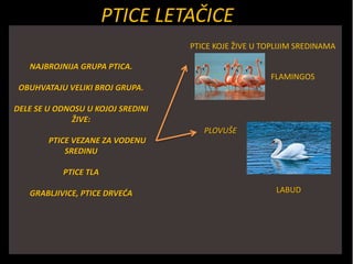 PTICE LETAČICE
NAJBROJNIJA GRUPA PTICA.
OBUHVATAJU VELIKI BROJ GRUPA.
DELE SE U ODNOSU U KOJOJ SREDINI
ŽIVE:
PTICE VEZANE ZA VODENU
SREDINU
PTICE TLA
GRABLJIVICE, PTICE DRVEĆA
PLOVUŠE
PTICE KOJE ŽIVE U TOPLIJIM SREDINAMA
FLAMINGOS
LABUD
 