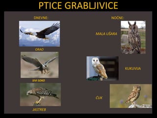 PTICE GRABLJIVICE
DNEVNE: NOĆNE:
ORAO
SIVI SOKO
JASTREB
MALA UŠARA
KUKUVIJA
ĆUK
 
