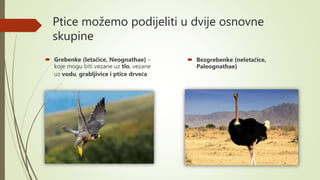 Ptice možemo podijeliti u dvije osnovne
skupine
 Grebenke (letačice, Neognathae) –
koje mogu biti vezane uz tlo, vezane
uz vodu, grabljivice i ptice drveća
 Bezgrebenke (neletačice,
Paleognathae)
 