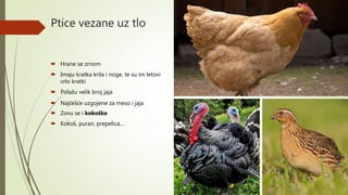 Ptice vezane uz tlo
 Hrane se zrnom
 Imaju kratka krila i noge, te su im letovi
vrlo kratki
 Polažu velik broj jaja
 Najčešće uzgojene za meso i jaja
 Zovu se i kokoške
 Kokoš, puran, prepelica…
 
