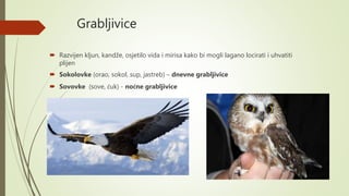 Grabljivice
 Razvijen kljun, kandže, osjetilo vida i mirisa kako bi mogli lagano locirati i uhvatiti
plijen
 Sokolovke (orao, sokol, sup, jastreb) – dnevne grabljivice
 Sovovke (sove, ćuk) - noćne grabljivice
 