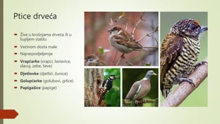 Ptice drveća
 Žive u krošnjama drveća ili u
šupljem stablu
 Većinom dosta male
 Najraspodjeljenije
 Vrapčarke (vrapci, lastavice,
slavuj, zebe, ševe)
 Djetlovke (djetlići, žunice)
 Golupčarke (golubovi, grlice)
 Papigašice (papige)
 