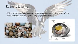 Razmnožavanje
• Ptice se razmnožavaju polno, ženke nose jaja sa čvrstim omotačem.
Oba roditelja leže na jajima i odgajaju mladunce.
 