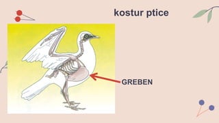 GREBEN
kostur ptice
 