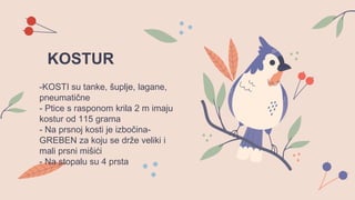 KOSTUR
-KOSTI su tanke, šuplje, lagane,
pneumatične
- Ptice s rasponom krila 2 m imaju
kostur od 115 grama
- Na prsnoj kosti je izbočina-
GREBEN za koju se drže veliki i
mali prsni mišići
- Na stopalu su 4 prsta
 