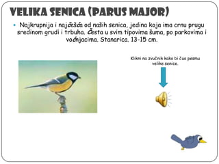 Velika senica (Parus major)
 Najkrupnija i najčeš ća od naših senica, jedina koja ima crnu prugu

sredinom grudi i trbuha. Česta u svim tipovima šuma, po parkovima i
voćnjacima. Stanarica. 13-15 cm.
Klikni na zvučnik kako bi čuo pesmu
velike senice.

 