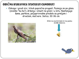 č

Obi na kukavica (Cuculus canorus)
 Odozgo i grudi sivi, trbuh poprečno prugast. Poznaje se po glasu

(zvonko “ku-ku”), držanju i silueti na grani i u letu. Nastanjuje
šume, parkove, poljoprivredne predele sa grmljem i
drvećem, močvare. Selica. 32-36 cm
Klikni na zvučnik kako bi čuo pesmu
obične kukavice.

 