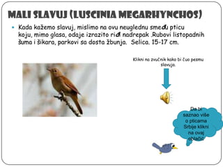 Mali slavuj (Luscinia megarhynchos)
 Kada kažemo slavuj, mislimo na ovu neuglednu smeđu pticu

koju, mimo glasa, odaje izrazito riđi nadrepak .Rubovi listopadnih
šuma i šikara, parkovi sa dosta žbunja. Selica. 15-17 cm.
Klikni na zvučnik kako bi čuo pesmu
slavuja.

Da bi
saznao više
o pticama
Srbije klikni
na ovaj
oblačić

 