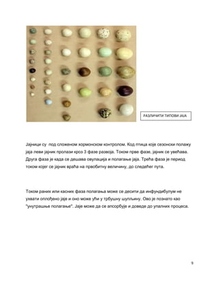 РАЗЛИЧИТИ ТИПОВИ ЈАЈА




Јајници су под сложеном хормонском контролом. Код птица које сезонски полажу
јаја леви јајник пролази кроз 3 фазе развоја. Током прве фазе, јајник се увећава.
Друга фаза је када се дешава овулација и полагање јаја. Трећа фаза је период
током којег се јајник враћа на првобитну величину, до следећег пута.




Током раних или касних фаза полагања може се десити да инфундибулум не
ухвати оплођено јаје и оно може ући у трбушну шупљину. Ово је познато као
''унутрашње полагање''. Јаје може да се апсорбује и доведе до упалних процеса.




                                                                                    9
 