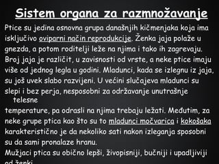 Sistem organa za razmnožavanje
Ptice su jedina osnovna grupa današnjih kičmenjaka koja ima
isključivo oviparni način reprodukcije. Ženka jaja polaže u
gnezda, a potom roditelji leže na njima i tako ih zagrevaju.
Broj jaja je različit, u zavisnosti od vrste, a neke ptice imaju
više od jednog legla u godini. Mladunci, kada se izlegnu iz jaja,
su još uvek slabo razvijeni. U većini slučajeva mladunci su
slepi i bez perja, nesposobni za održavanje unutrašnje
telesne
temperature, pa odrasli na njima trebaju ležati. Međutim, za
neke grupe ptica kao što su to mladunci močvarica i kokošaka
karakteristično je da nekoliko sati nakon izleganja sposobni
su da sami pronalaze hranu.
Mužjaci ptica su obično lepši, živopisniji, bučniji i upadljiviji

 