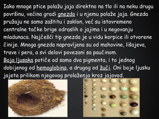 Iako mnoge ptice polažu jaja direktno na tlo ili na neku drugu
površinu, većina gradi gnezdo i u njemu polaže jaja. Gnezda
pružaju ne samo zaštitu i zaklon, već su istovremeno
centralne tačke brige odraslih o jajima i u negovanju
mladunaca. Najčešći tip gnezda je u vidu korpice ili otvorene
činije. Mnoga gnezda napravljena su od mahovine, lišajeva,
trave i pera, a svi delovi povezani sa paučinom.
Boja ljusaka potiče od samo dva pigmenta, i to jednog
dobijenog od hemoglobina, a drugog od žuči. Oni boje ljusku
jajeta prilikom njegovog prolaženja kroz jajovod.

 