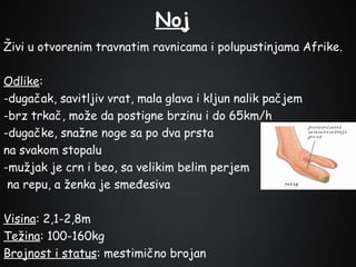 Noj
Živi u otvorenim travnatim ravnicama i polupustinjama Afrike.
Odlike:
-dugačak, savitljiv vrat, mala glava i kljun nalik pačjem
-brz trkač, može da postigne brzinu i do 65km/h
-dugačke, snažne noge sa po dva prsta
na svakom stopalu
-mužjak je crn i beo, sa velikim belim perjem
na repu, a ženka je smeđesiva
Visina: 2,1-2,8m
Težina: 100-160kg
Brojnost i status: mestimično brojan

 