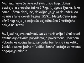 Noj ima najveće jaje od svih ptica koje danas
postoje, u proseku teško 1,7kg. Njegova ljuska, iako
samo 1,5mm debljine, dovoljno je jaka da izdrži da
na nju stane čovek težine 127kg. Neoplođeno jaje
afričkog noja je najveća pojedinačna životinjska
ćelija na svetu.
Mužjaci nojeva nadmeću se za teritoriju i društveni
status agresivnim paradama, a povremeno i borbom.
Pobedniku nadmetanja pripada teritorija i nekoliko
ženki, a samo jedna – “velika ženka” ostaje za vreme
odgajanja mladih.

 