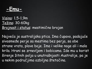 -EmuVisina: 1,5-1,9m
Težina: 30-60kg
Brojnost i status: mestimično brojan
Najveća je australijska ptica. Ima čupavo, padajuće
sivosmeđe perje sa mestima bez perja, sa obe
strane vrata, plave boje. Ima i velike noge ali i mala
krila. Hrani se zrnevljem i bobicama. Ide mu u korist
širenje žitnih polja u unutrašnjosti Australije, pa je
u nekim područjima ozbiljna štetočina.

 
