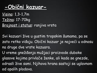 -Obični kazuarVisina: 1,3-1,7m
Težina: 17-70kg
Brojnost i status: ranjiva vrsta
Svi kazuari žive u gustim tropskim šumama, pa se
zato retko viđaju. Obični kazuar je najveći u odnosu
na druge dve vrste kazuara.
U vreme gnežđenja mužjaci proizvode duboke
glasove kojima privlače ženke, ali kada se gnezde,
odrasli žive sami. Njihova hrana sastoji se uglavnom
od opalih plodova.

 