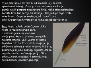 Ptice neletačice nastale su od predaka koji su imali
sposobnost letenja. Ovim pticama su tokom evolucije
zakržljala ili potpuno redukovana krila. Neke ptice neletačice
koriste krila kao peraja za plivanje. Imaju duge noge i zato
neke brzo trče pa se nazivaju još i trkačicama.
Oko 40 postojećih vrsta ptica nema sposobnost letenja.
Pera im po izgledu podsećaju na dlake.
Postoje različite grupe pera,
a osnovne grupe su konturna i
donja pera, koja su pticama omogućila
ne samo letenje, već i veoma efikasnu
toplotnu zaštitu. Ptice, da bi svoje perje
održale u dobrom stanju, redovno ih čiste,
podmazuju uljem i češljaju kljunom, što se
zajedno naziva uređivanje perja. Ptica
odbacuje perje (mitari) i zamenjuje ga
novim barem jedanput godišnje.

 