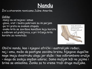 Nandu
Živi u otvorenim ravnicama Južne Amerike.
Odlike:
-manji su od nojeva i emua
-glava, vrat i bedra pokriveni su im perjem
-po tri prsta na svakom stopalu
-svako krilo se završava kandžom koju koriste
u odbrani od grabljivica, a pri trčanju krila
koriste za ravnotežu

Obični nandu, kao i njegovi afrički i australijski rođaci,
noj i emu, može da postigne zavidnu brzinu. Njegove dugačke
noge imaju dvostruku ulogu jer služe i kao odbrambeno oružje
– mogu da zadaju snažan udarac. Samo mužjak leži na jajima i
brine se omladima. Ženka za to vreme traži druge mužjake.

 
