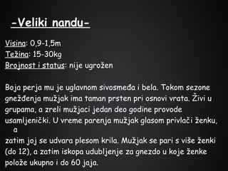 -Veliki nanduVisina: 0,9-1,5m
Težina: 15-30kg
Brojnost i status: nije ugrožen
Boja perja mu je uglavnom sivosmeđa i bela. Tokom sezone
gnežđenja mužjak ima taman prsten pri osnovi vrata. Živi u
grupama, a zreli mužjaci jedan deo godine provode
usamljenički. U vreme parenja mužjak glasom privlači ženku,
a
zatim joj se udvara plesom krila. Mužjak se pari s više ženki
(do 12), a zatim iskopa udubljenje za gnezdo u koje ženke
polože ukupno i do 60 jaja.

 