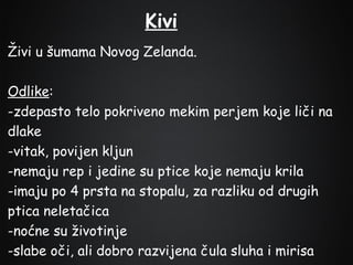 Kivi
Živi u šumama Novog Zelanda.
Odlike:
-zdepasto telo pokriveno mekim perjem koje liči na
dlake
-vitak, povijen kljun
-nemaju rep i jedine su ptice koje nemaju krila
-imaju po 4 prsta na stopalu, za razliku od drugih
ptica neletačica
-noćne su životinje
-slabe oči, ali dobro razvijena čula sluha i mirisa

 