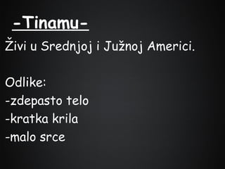 -TinamuŽivi u Srednjoj i Južnoj Americi.
Odlike:
-zdepasto telo
-kratka krila
-malo srce

 