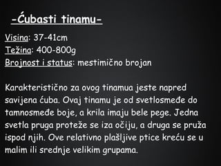 -Ćubasti tinamuVisina: 37-41cm
Težina: 400-800g
Brojnost i status: mestimično brojan
Karakteristično za ovog tinamua jeste napred
savijena ćuba. Ovaj tinamu je od svetlosmeđe do
tamnosmeđe boje, a krila imaju bele pege. Jedna
svetla pruga proteže se iza očiju, a druga se pruža
ispod njih. Ove relativno plašljive ptice kreću se u
malim ili srednje velikim grupama.

 