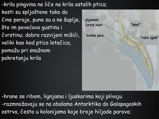 -krila pingvina ne liče na krila ostalih ptica;
kosti su spljoštene tako da
čine peraje, pune su a ne šuplje,
što im povećava gustinu i
čvrstinu; dobro razvijeni mišići,
veliki kao kod ptica letačica,
pomažu pri snažnom
pokretanju krila

-hrane se ribom, lignjama i ljuskarima koji plivaju
-razmnožavaju se na obalama Antarktika do Galapagoskih
ostrva, često u kolonijama koje broje hiljade parova;

 