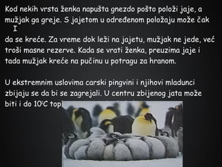Kod nekih vrsta ženka napušta gnezdo pošto položi jaje, a
mužjak ga greje. S jajetom u određenom položaju može čak
I
da se kreće. Za vreme dok leži na jajetu, mužjak ne jede, već
troši masne rezerve. Kada se vrati ženka, preuzima jaje i
tada mužjak kreće na pučinu u potragu za hranom.
U ekstremnim uslovima carski pingvini i njihovi mladunci
zbijaju se da bi se zagrejali. U centru zbijenog jata može
biti i do 100C toplije nego na obodu kolonije.

 