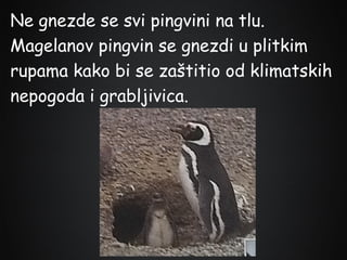 Ne gnezde se svi pingvini na tlu.
Magelanov pingvin se gnezdi u plitkim
rupama kako bi se zaštitio od klimatskih
nepogoda i grabljivica.

 