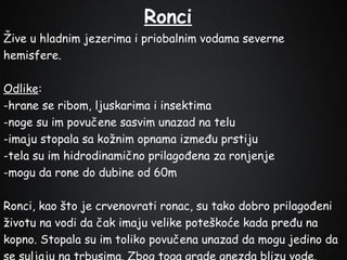 Ronci
Žive u hladnim jezerima i priobalnim vodama severne
hemisfere.
Odlike:
-hrane se ribom, ljuskarima i insektima
-noge su im povučene sasvim unazad na telu
-imaju stopala sa kožnim opnama između prstiju
-tela su im hidrodinamično prilagođena za ronjenje
-mogu da rone do dubine od 60m
Ronci, kao što je crvenovrati ronac, su tako dobro prilagođeni
životu na vodi da čak imaju velike poteškoće kada pređu na
kopno. Stopala su im toliko povučena unazad da mogu jedino da

 