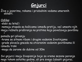 Gnjurci
Žive u jezerima, rekama i priobalnim vodama umerenih
oblasti.
Odlike:
-slabi su letači
-nemaju stopala sa kožicama između prstiju, već umesto njih
imaju rožnata proširenja na prstima koja povećavaju površinu
i
pomažu pri plivanju
-hrane se sitnom ribom i drugim vodenim životinjama
-grade ploveća gnezda na otvorenim vodenim površinama ili
između trski
-mogu da zarone do dubine od 30m
Svi gnjurci imaju živopisnije boje za vreme sezone parenja
nego tokom ostatka godine, ali pre svega ćubasti gnjurac.

 