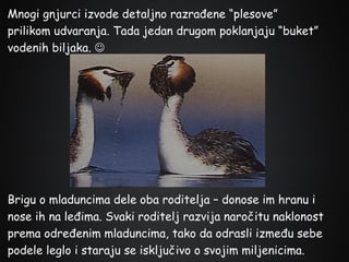 Mnogi gnjurci izvode detaljno razrađene “plesove”
prilikom udvaranja. Tada jedan drugom poklanjaju “buket”
vodenih biljaka. 

Brigu o mladuncima dele oba roditelja – donose im hranu i
nose ih na leđima. Svaki roditelj razvija naročitu naklonost
prema određenim mladuncima, tako da odrasli između sebe
podele leglo i staraju se isključivo o svojim miljenicima.

 
