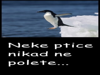 Ptice neletacice