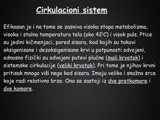 Cirkulacioni sistem
Efikasan je i na tome se zasniva visoka stopa metabolizma,
visoka i stalna temperatura tela (oko 420C) i visok puls. Ptice
su jedini kičmenjaci, pored sisara, kod kojih su tokovi
oksigenisane i dezoksigenisane krvi u potpunosti odvojeni,
odnosno fizički su odvojeni putevi plućne (mali krvotok) i
sistemske cirkulacije (veliki krvotok). Pri tome je njihov krvni
pritisak mnogo viši nego kod sisara. Imaju veliko i snažno srce
koje radi relativno brzo. Ono se sastoji iz dve pretkomore i
dve komore.

 