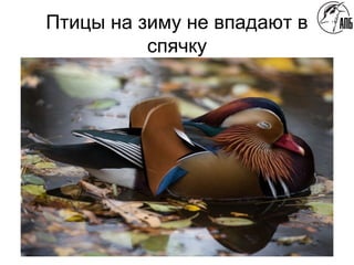 Птицы на зиму не впадают в
спячку
 