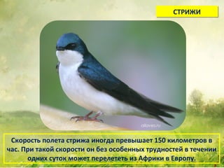 .
СТРИЖИСТРИЖИ
Скорость полета стрижа иногда превышает 150 километров в
час. При такой скорости он без особенных трудностей в течении
одних суток может перелететь из Африки в Европу.
 