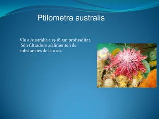 Ptilometra australis

Viu a Austràlia a 13-18,5m profunditat.
 Són filtradors ,s’alimenten de
substancies de la roca.
 