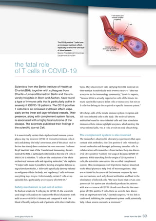 69
www.gesundhyte.de news from the BIH 69
the fatal role
of T cells in COVID-19
Scientists from the Berlin Institute of Health at
Charité (BIH), together with colleagues from
Charité – Universitätsmedizin Berlin and the uni-
versity hospitals in Bonn and Aachen, have found
a type of immune cells that is particularly active in
severely ill COVID-19 patients. The CD16 positive
T cells have an increased cytotoxic effect, espe-
cially on the inner cell layer of blood vessels. Their
presence, along with complement system factors,
is associated with a highly fatal outcome of the
disease. The scientists published their findings in
the scientific journal Cell.
It is now virtually certain that a dysfunctional immune system
plays a key role in severe COVID-19: Overactive immune cells at-
tack and destroy the body’s own tissue, even if the actual viral in-
fection has already been contained or even overcome. Professor
Birgit Sawitzki, head of the Translational Immunology Depart-
ment at the BIH, is particularly interested in the role of T cells in
SARS-CoV-2 infection. “T cells are the conductors of the whole
orchestra of immune cells and signaling molecules,” she explains.
“T helper cells make it possible to develop a targeted defense us-
ing tailored antibodies, T killer cells specifically destroy infected
or malignant cells in the body, and regulatory T cells make sure
everything stays in sync. Unfortunately, certain T cells are re-
sponsible for a particularly severe course of COVID-19.”
Safety mechanism is put out of action
To find out what role T cells play in COVID-19, the scientists
used single-cell analyses to examine the blood of patients with
mild or severe COVID-19 disease and compared it with the
blood of healthy subjects and of patients with other viral infec-
tions. They discovered T cells carrying the CD16 molecule on
their surface in individuals with severe COVID-19. “This was
a surprise to the immunology community,” Sawitzki reports,
“because CD16 is actually expected on cells of the innate im-
mune system like natural killer cells or monocytes, but not on
T cells that belong to the acquired or specific immune system.”
CD16 helps cells of the innate immune system recognize and
kill virus-infected cells in the body. The molecule detects
antibodies bound to virus-infected cells and then stimulates
immune cells to release cytolytic enzymes, which destroy the
virus-infected cells. Yet, T cells are not in need of such help.
The complement system is also involved
The researchers observed in laboratory experiments that upon
contact with antibodies, the CD16 positive T cells released cy-
totoxic molecules and damaged pulmonary vascular cells. In
collaboration with researchers from Aachen, they also discov-
ered CD16-positive T cells in the lungs of deceased COVID-19
patients. While searching for the origin of CD16 positive T
cells, the scientists came across the so-called complement
system: This encompasses over 30 proteins that are dissolved
in the blood plasma to help fend off microorganisms. They
are activated in the course of the immune response by vari-
ous mechanisms, such as by bound antibodies, and lead to the
elimination of infected cells. “We have found that certain com-
ponents of this system are abundantly produced in patients
with a severe course of COVID-19 and contribute to the emer-
gence of CD16 positive T cells. Here we seem to have discov-
ered an important new link,” Sawitzki suspects. “If this link is
confirmed, inhibiting the complement system could potentially
help reduce severe courses to a minimum.”
The CD16 positive T cells have
an increased cytotoxic effect,
especially on the inner cell layer
of blood vessels.
Source: Translational Immunology
Department at the BIH
 