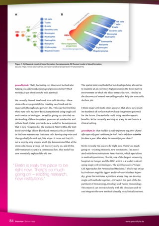gesundhyte.de: That’s fascinating. Are these novel methods also
helping you understand physiological processes better? Which
methods do you think have the most potential?
We recently showed how blood stem cells develop – these
stem cells are responsible for creating new blood and im-
mune cells throughout a person’s life. This was the first time
these rare cells had ever been characterized using single-cell
multi-omics technologies. As well as giving us a detailed un-
derstanding of these important processes at a molecular and
cellular level, it also provided a new model for hematopoiesis
that is now recognized as the standard. Prior to this, the text-
book knowledge of how blood and immune cells are formed
in the bone marrow was that stem cells develop step-wise and
then gradually branch out, like a tree. It turns out that it’s
not a step-by-step process at all. We demonstrated that a) the
stem cells choose a blood cell line very early on, and b) this
differentiation occurs in a continuous flow. This model has
now essentially replaced the old one.
The spatial omics methods that we developed also allowed us
to examine at an extremely high resolution the bone marrow
environment in which the blood stem cells exist. This led to
the discovery of several new cell types that help the stem cells
do their job.
I think single-cell multi-omics analyses that allow us to exam-
ine hundreds of surface markers have the greatest potential
for the future. The methods could bring vast therapeutic
benefits. We’re currently working on a way to use them in a
clinical setting.
gesundhyte.de: That would be a really important step. Does Charité
offer especially good conditions for this? You’ve only been in Berlin
for about a year. What where the reasons for your choice?
Berlin is really the place to be right now. There’s so much
going on – exciting research, new institutions. I’m associ-
ated with three institutions here: the BIH, which specializes
in medical translation; Charité, one of the largest university
hospitals in Europe; and the MDC, which is a leader in devel-
oping single-cell technologies. The joint focus area “Single
Cell Approaches for Personalized Medicine,” which was set up
by Professor Angelika Eggert and Professor Nikolaus Rajew-
sky, gives the institutes a platform where they can develop
single-cell methods together. At Charité, I’m part of the De-
partment of Hematology, Oncology and Tumor Immunology.
This means I can interact closely with the clinicians and we
can integrate the new methods directly into clinical routines.
Interview Simon Haas www.gesundhyte.de
84
Figure 1: A) Classical model of blood formation (hematopoiesis), B) Revised model of blood formation.
(Source: https://www.sciencedirect.com/science/article/abs/pii/S0301472X20302678).
“ Berlin is really the place to be
right now. There’s so much
going on – exciting research,
new institutions.”
 