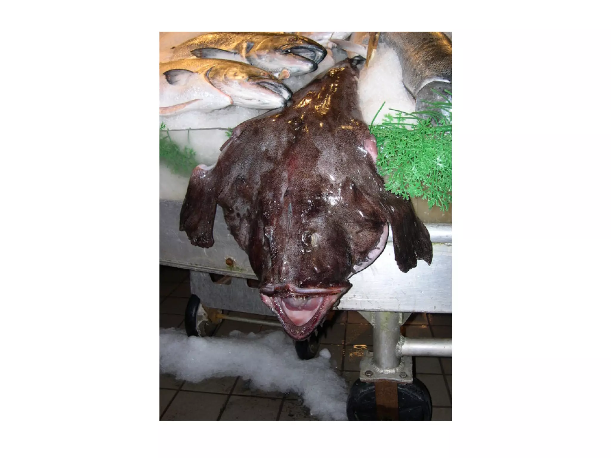 The tale of the Fénix architecture